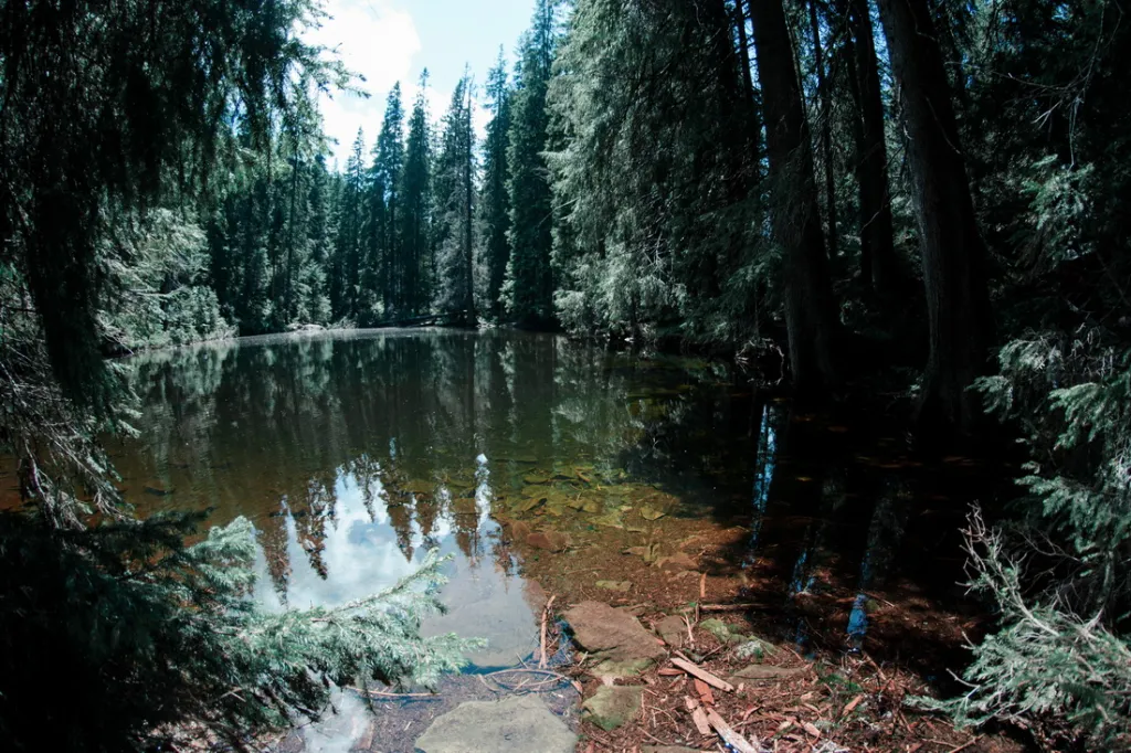 Озеро Аршиця, Осмолода